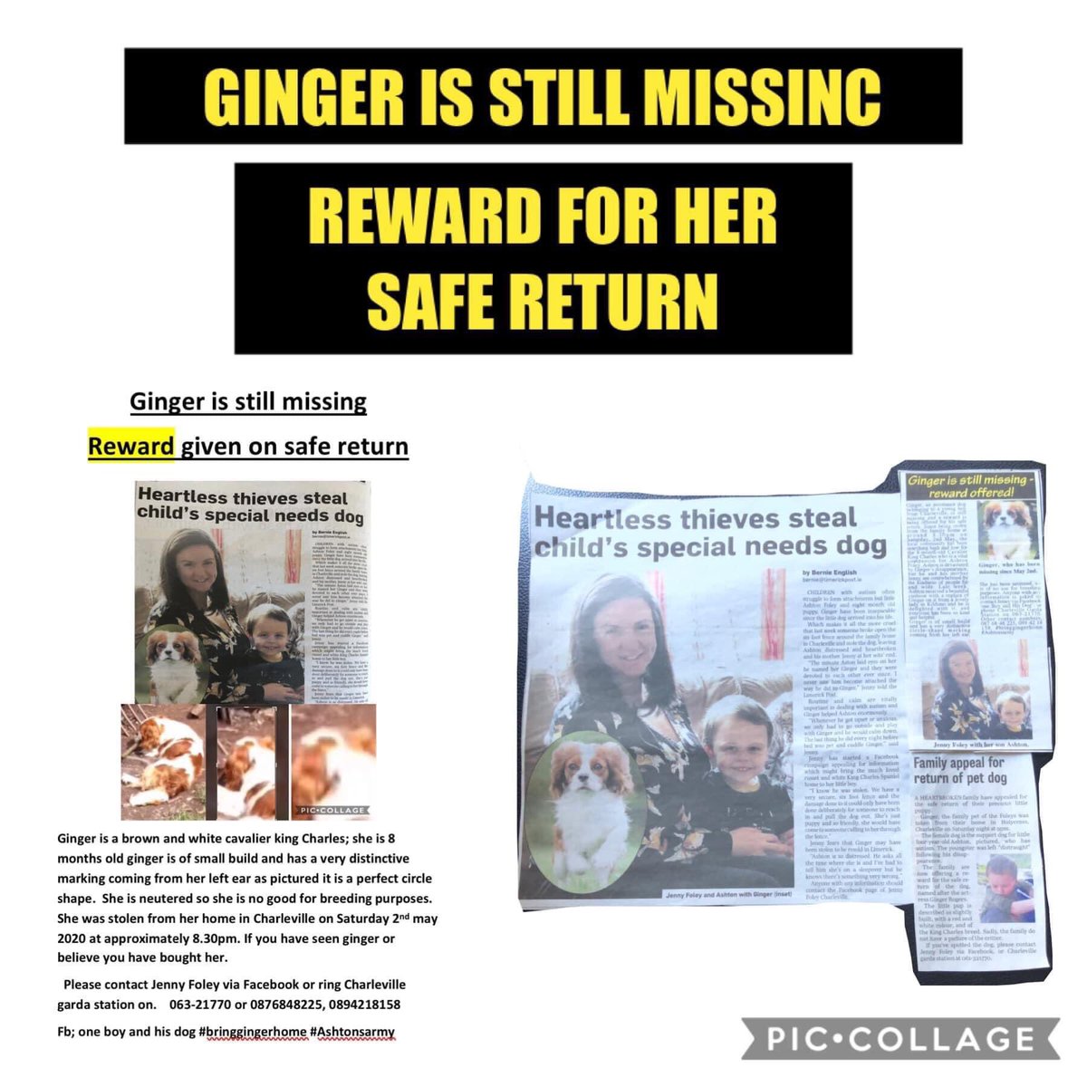 oneboyandhisdo1's tweet photo. Jenny will be appealing live on Instagram tonight at 8pm on @petbond_ireland please stay tuned for all the info and tune in #Ashtonsarmy together we can #bringingerhome https://t.co/jOnJh9QzDj