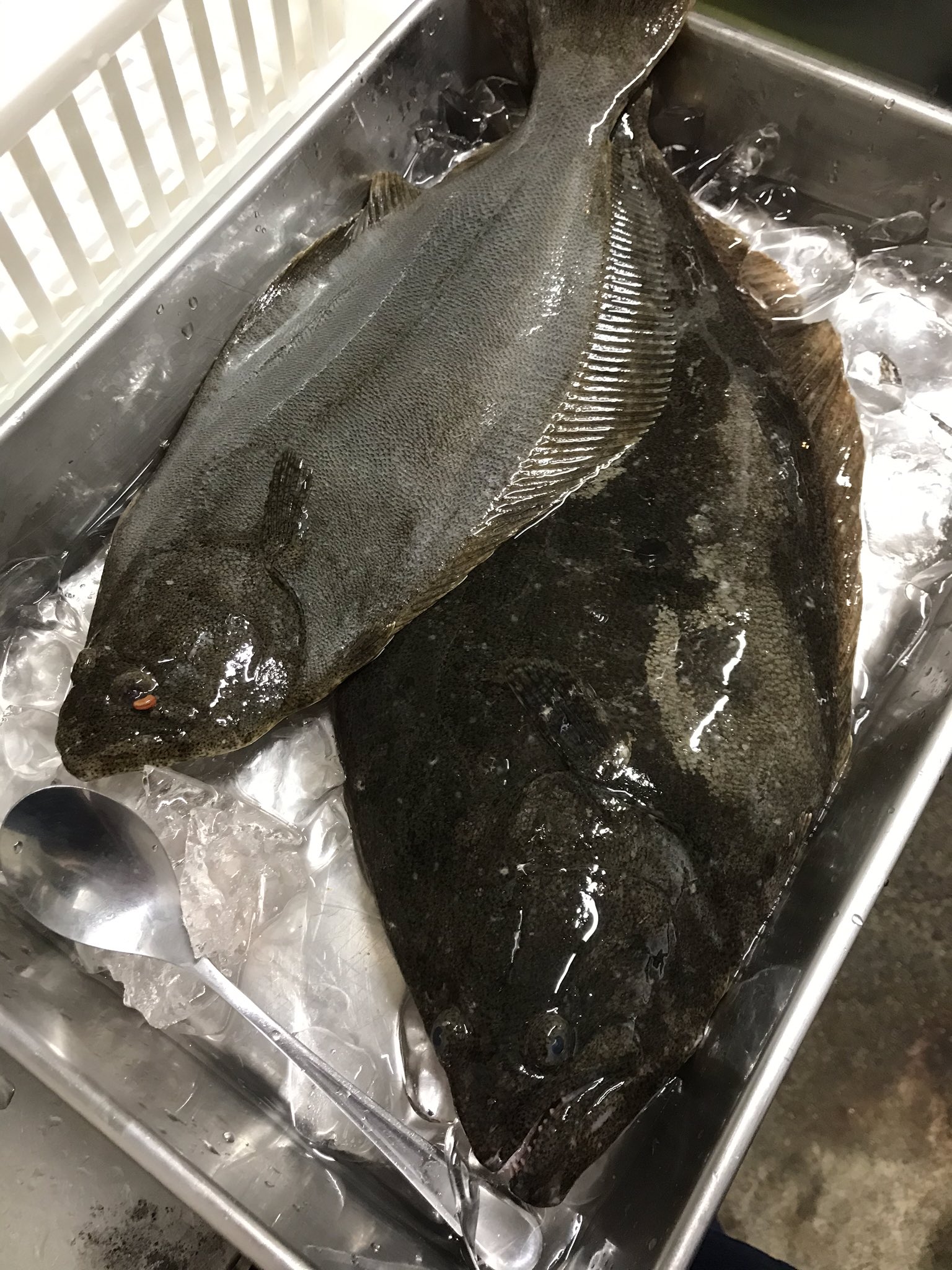 Koaki 氷見産の大きなヒラメ カレースプーンと比較してみてください つい買ってしまいました お刺身は黒鯛とヒラメとアジ 仕込みは国産牛すじ煮込みです 今宵も営業いたします 人手間料理こあき 氷見産刺身 ヒラメ 高岡エール飯 テイクアウト