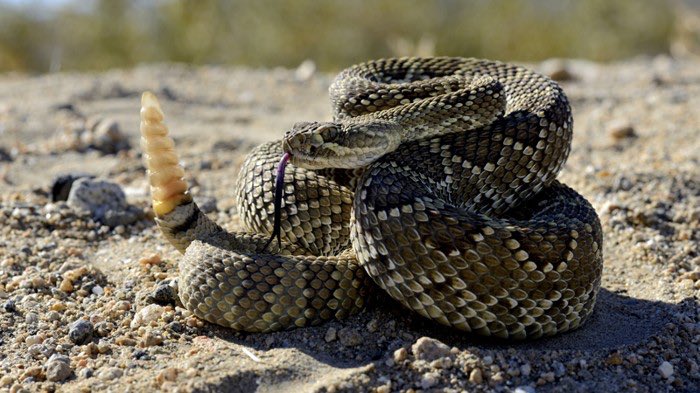 This is what a rattlesnake looks like.Check these.But if I were you,I wouldn’t see a snake- dead or alive-And be trying to do an interview to ask:“Are you a rattlesnake?”Please if you see a snake,Wether it is dead or alive,Talk to your legs,And do the needful.Run o.