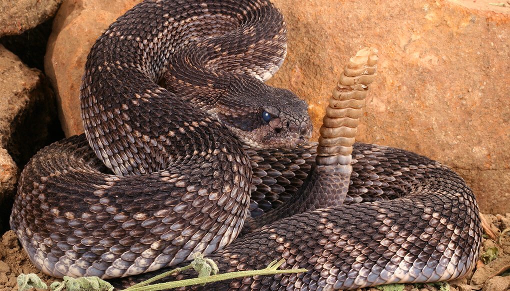 This is what a rattlesnake looks like.Check these.But if I were you,I wouldn’t see a snake- dead or alive-And be trying to do an interview to ask:“Are you a rattlesnake?”Please if you see a snake,Wether it is dead or alive,Talk to your legs,And do the needful.Run o.
