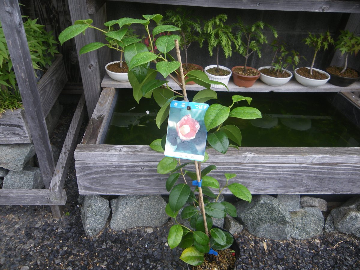 メダカの大工 小夜侘助は花の小さい椿ですが 樹が小さいのではないようですね 剪定して大きくならないように栽培したいです