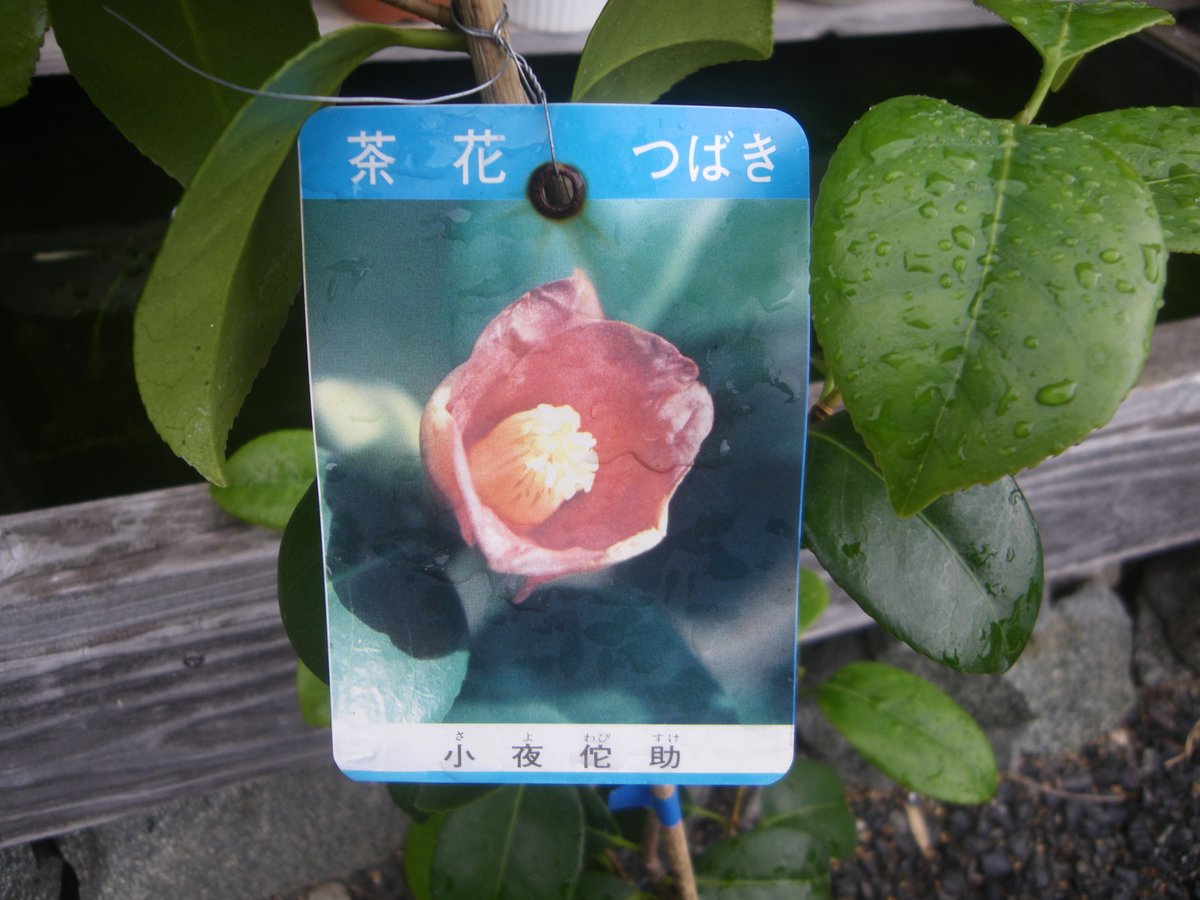 メダカの大工 小夜侘助は花の小さい椿ですが 樹が小さいのではないようですね 剪定して大きくならないように栽培したいです