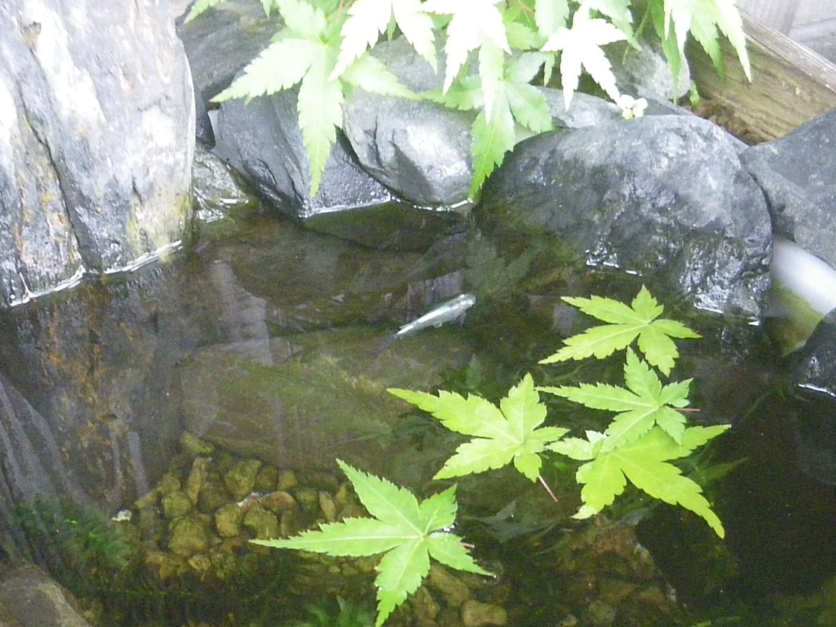 メダカの大工 小夜侘助は花の小さい椿ですが 樹が小さいのではないようですね 剪定して大きくならないように栽培したいです