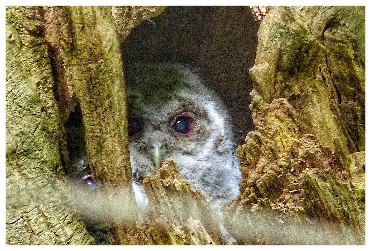 #StayHome @BBCSpringwatch @Natures_Voice @AngleseyScMedia @biggesttwitch @ruthwignall @ThePhotoHour @Photosofwales @birdsonline001 #NaturePhotography @TobyWarbler @Owlsonline @marc_samida @IoloWilliams2 
#shortwalknearmyhome Spotted these #tawnyowl #chicks in the woods.