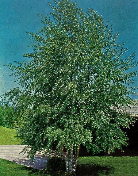 PeyzajBitkileri's tweet photo. Betula alba - Ak Huş https://t.co/tvE6kU2oaw