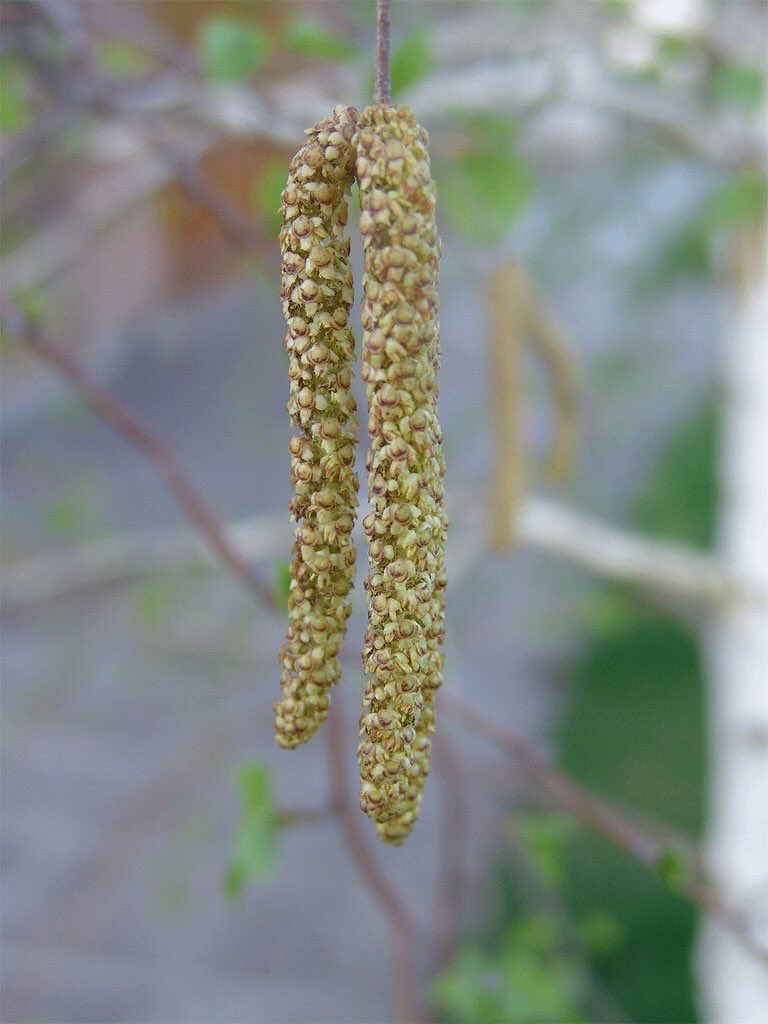 PeyzajBitkileri's tweet photo. Betula alba - Ak Huş https://t.co/tvE6kU2oaw