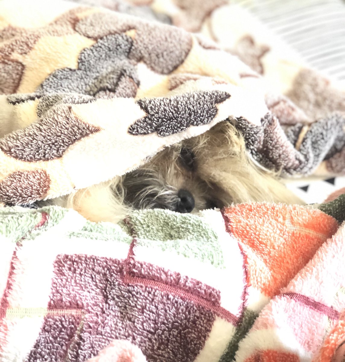 iimlost's tweet photo. Today’s mood #lazy https://t.co/r1TQmHh2oY