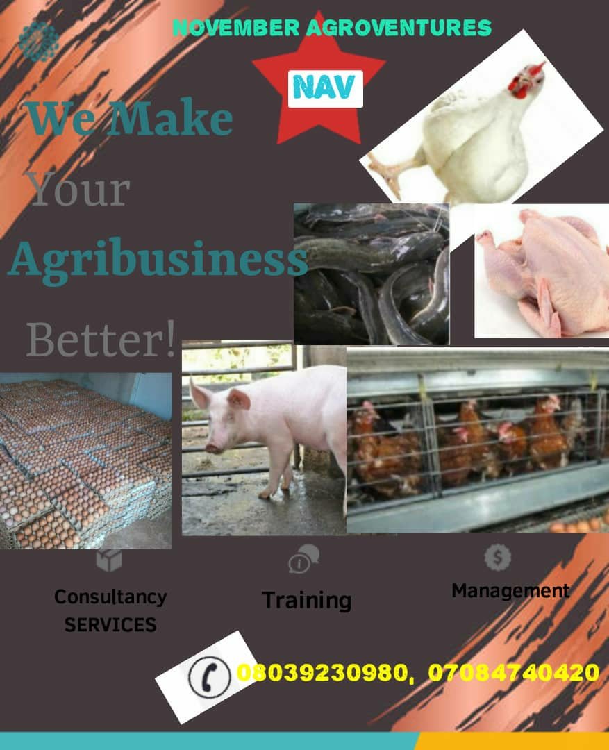 NAgroventures's tweet photo. For intelligent planning, management and training on livestock farming such as poultry, pig and fish, we are just your best. Contact November Agroventures today on 08039230980.@NaijaFlyingDr @OgbeniDipo @DrJoeAbah @el_nuk @AdewuniFarms @farmcrowdy @PoultryTimes.pls, retweet. https://t.co/tUkwZORBAQ