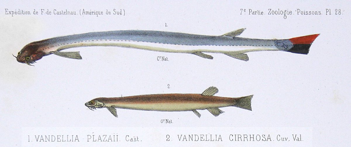 You may want to keep your legs crossed for our next 'vampire', the candiru. While this tiny fish's horrific fame precedes it, it is arguable. There has only been one recorded case of a candiru entering a human urethra, and that too with debate.  #WorldDraculaDay #MonthlyTweetOff