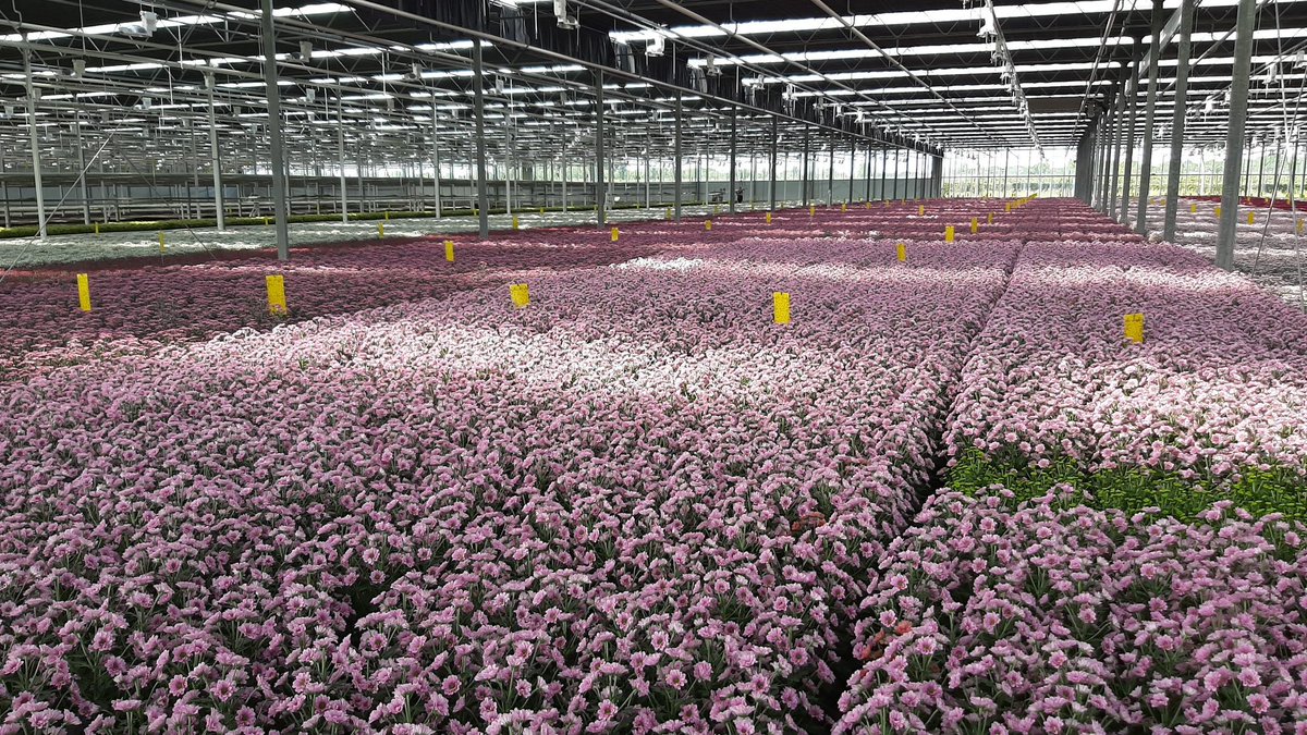 DelphyChrysant's tweet photo. Ook @jongh_kees topkwaliteit #Madiba https://t.co/yAcL7LAk9K
