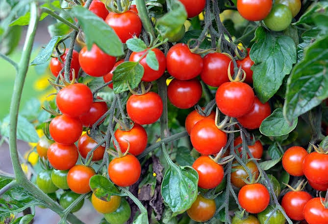 Health is Wealth
#TOMATOES are high in Vitamin A, Vitamin C, #Calcium and #Potassium. They also contain lycopene which reduces risk of #HEART #DISEASE &amp; #CANCER.
.
.
#vitamin #shatrasagri #covid19 #herbs #medicine #care #vegetables #fruit #healthcare