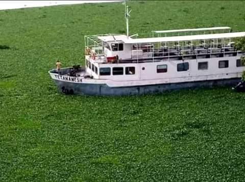 Dejach_Miko's tweet photo. Lake Tana , the largest in Ethiopia which holds 50% of the country's fresh water and contributes up to 60% of the Nile water is losing the fight to water hyacinth while our politicians and countrys like Egypt are busy in #GERD
#ThereisnoGERDwithoutTana
#ThereisNoAswanwithoutTana https://t.co/AmmsJZCRn1