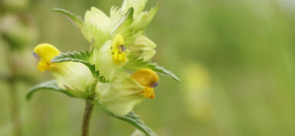 Vampires aren't unique to the animal kingdom. There a few plant vamps too, such as the vampire plant, Rhinanthus minor. A hemiparasite, R. minor does not reach its full growth potential unless it sneaks some nutrients from its neighbours' roots. #WorldDraculaDay #MonthlyTweetOff