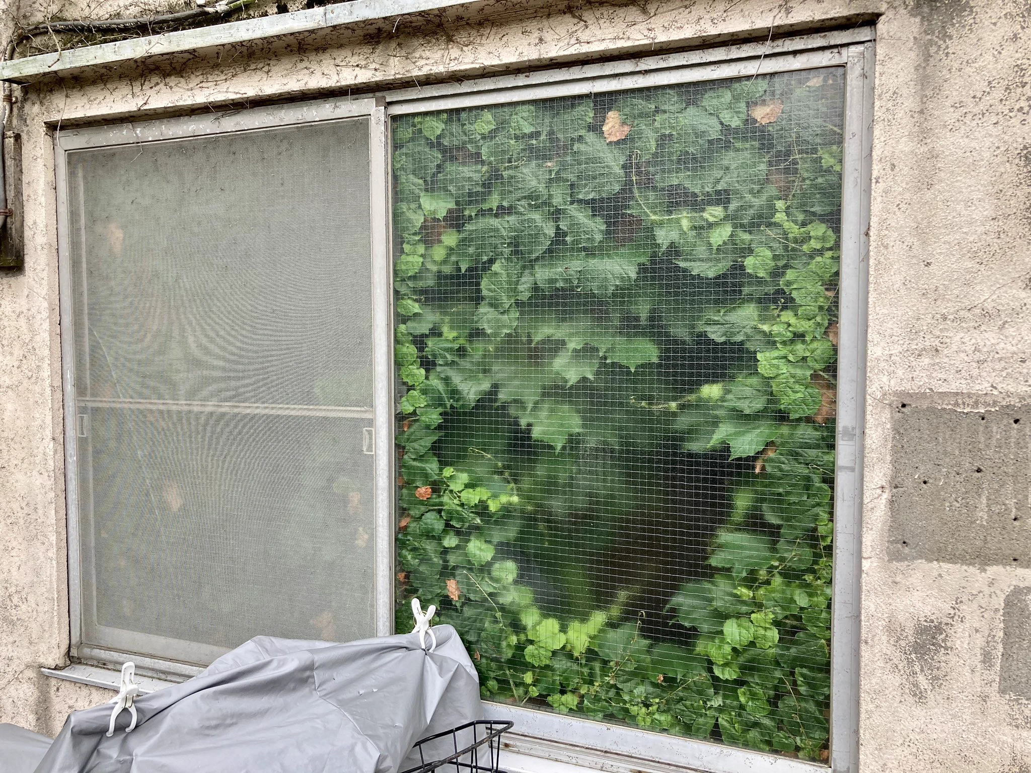 え？これは部屋の内側？外側？？一瞬脳内が混乱する風景がこちら。これどうなってるの・・・？