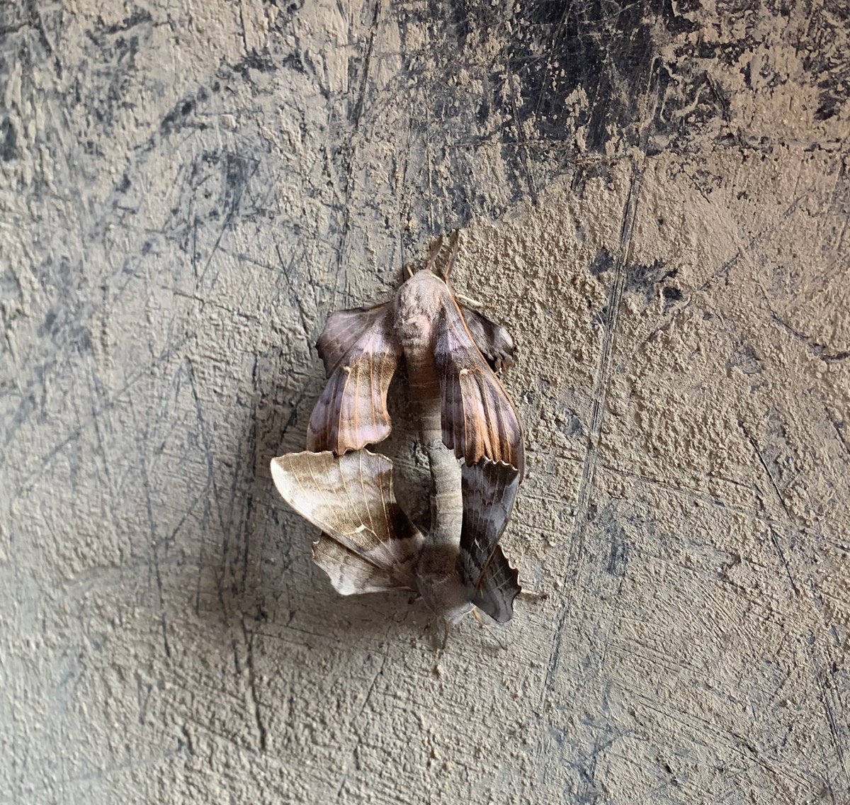 RoyBird6's tweet photo. Spring is in the air. Two hawk moths in my garden #wildlifefrommywindow https://t.co/JrUe2VTfta