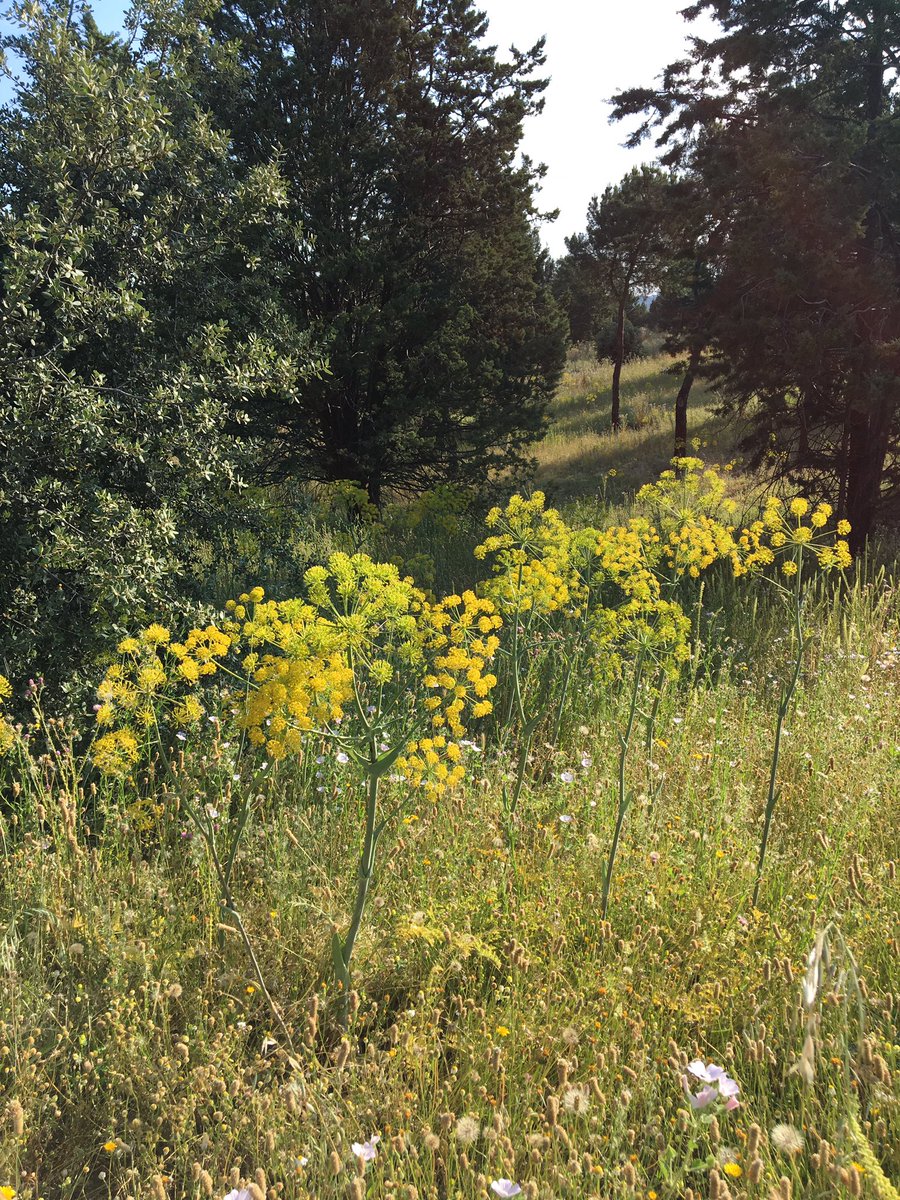 Ayer abrieron la #CasadeCampo de Madrid y nos fuimos tempranito a visitarla. Es un lugar que nunca deja de sorprendernos. Te proponemos esta hermosa ruta con agua y naturaleza por el arroyo Meaques, para un buen desconfinamiento!! 👉🏽caminarelagua.com/ruta-arroyo-me…