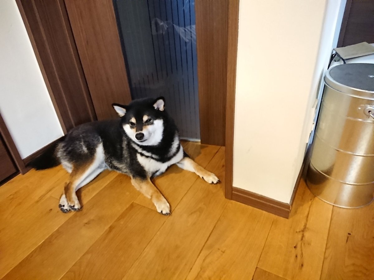 しょんぼり顔 変な寝方 ストーブ前を占領などなど 何をしても尊い柴犬様が集まった 柴犬を崇めよ 年5月版 Togetter