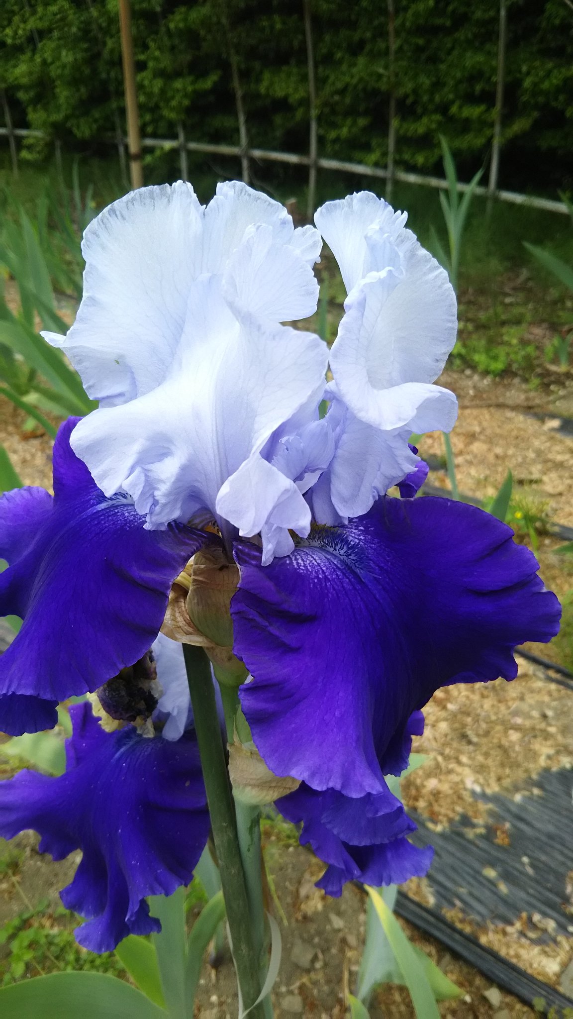カヲル本垢 Dm仲良しのみ いいねrtお返し夕夜 目には目を お疲れ様です ただいま 虹の花 Rainbow Flower ジャーマンアイリス 紹介します オーバーアラスカ ソーファイン プリッシーミス ナバホージュエル 白河フラワー