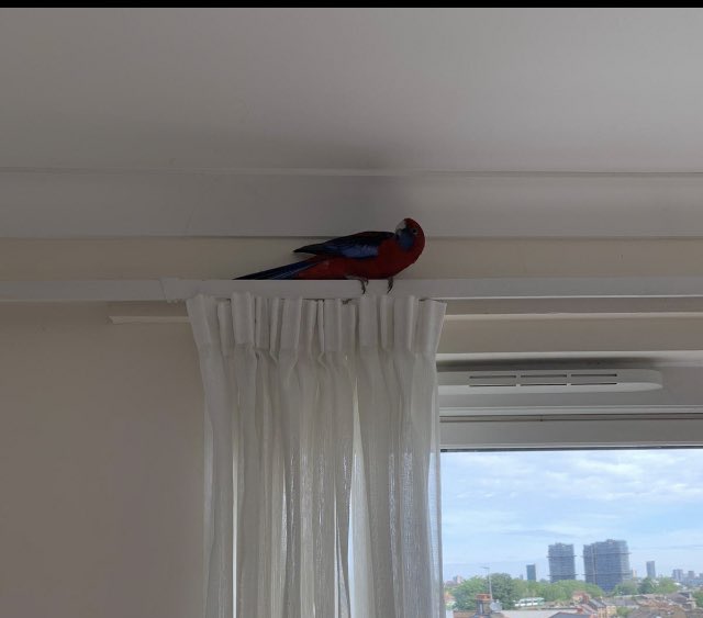 Yes, the parrot has entered the flat.The parrot is apparently doing “parrot things”...