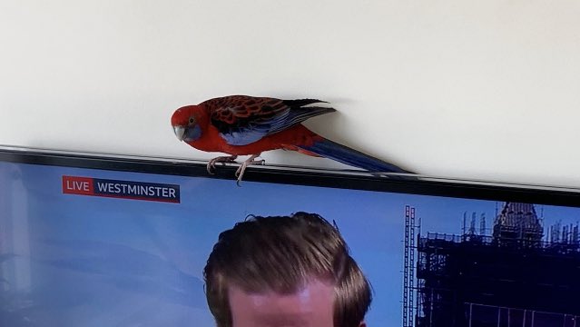 The parrot has done a tour of the flat & is showing considerable interest in current political developments.