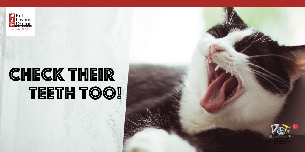 PLC_Singapore's tweet photo. Even when #CircuitBreaker is in place, it doesn’t mean that your furbabies should be left ungroomed. 

Sparkles Here are some simple ways to ensure that your lovely furry ones always look their best. #2TipsTuesday #StaySafeStayHome https://t.co/F2ATcmyQS4