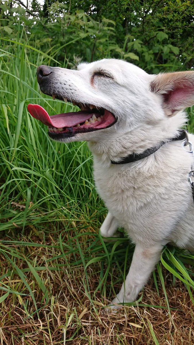 Even though she is very loved in ASH we hope that there is a special home out there for Ariel. She has been with us far too long for 7 years now. Ariel needs a patient, experienced adult only home with no other animals. We are sure her perfect home is somewhere out there 💔