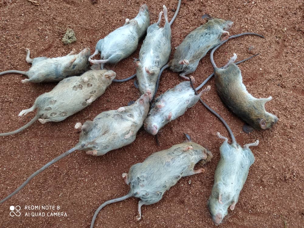 action_edo's tweet photo. #Lassafeverpreventionandcontrol 
Not losing sight of #LassaFever even in the #COVID-19 Pandemic, @WHO &amp; #Redcross personnel supporting @#EsanNorthEast LGA in deratarization in hot spot communities,training #communityvolunteers &amp;using the opportunity to sensitize on #COVID-19. https://t.co/iXEemAG8P6
