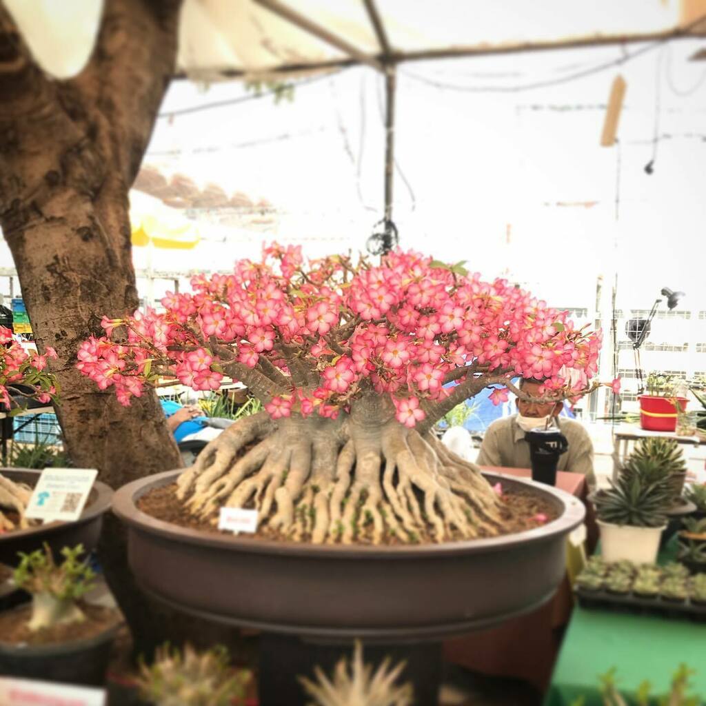 Amotomate 植物シリーズ なんとも見事なアデニウム カセサート大学の農業祭にて ちなみにお値段60 000baht アデニウムにも色々な種類があるようで これはアデニウム ソコトラナム ダイアモンド クラウンなのかな アデニウム Adenium