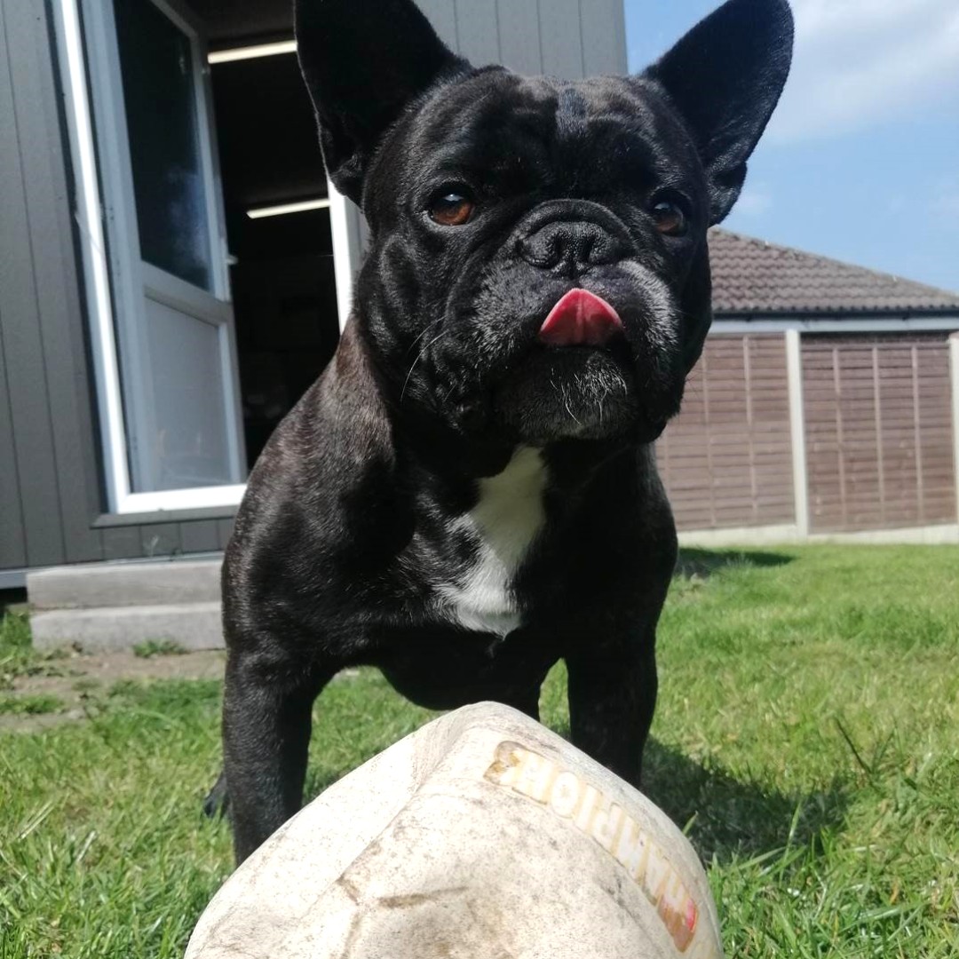 PaleoRidge's tweet photo. It's #tongueouttuesday and what a perfect day to play in the garden with a deflated ball 🐶 Send us a photo of your doggo enjoying the outside for a chance to be featured on our page 😁
#dogs #rawgivesmore #barfdiet #rawfeddogsofinstagram #rawdogfood #raw https://t.co/tLKRkOzL0Y