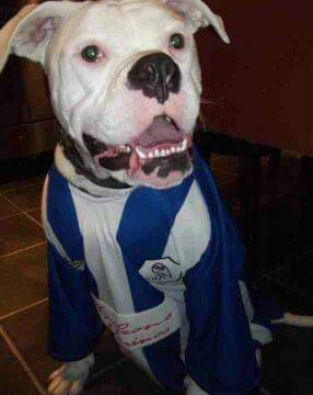 brooksyswfc's tweet image. My girl