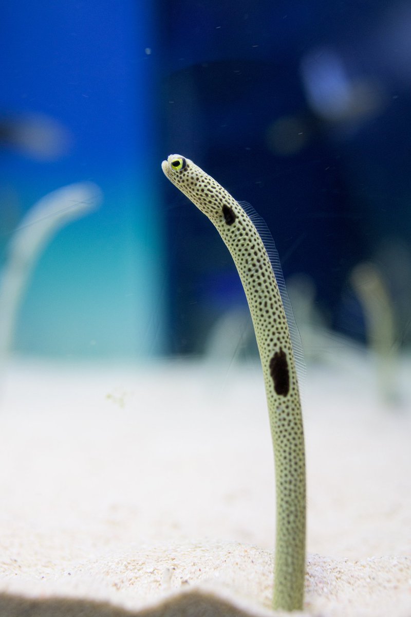 アクアワールド茨城県大洗水族館 V Twitter なかよくのびのび チンアナゴ