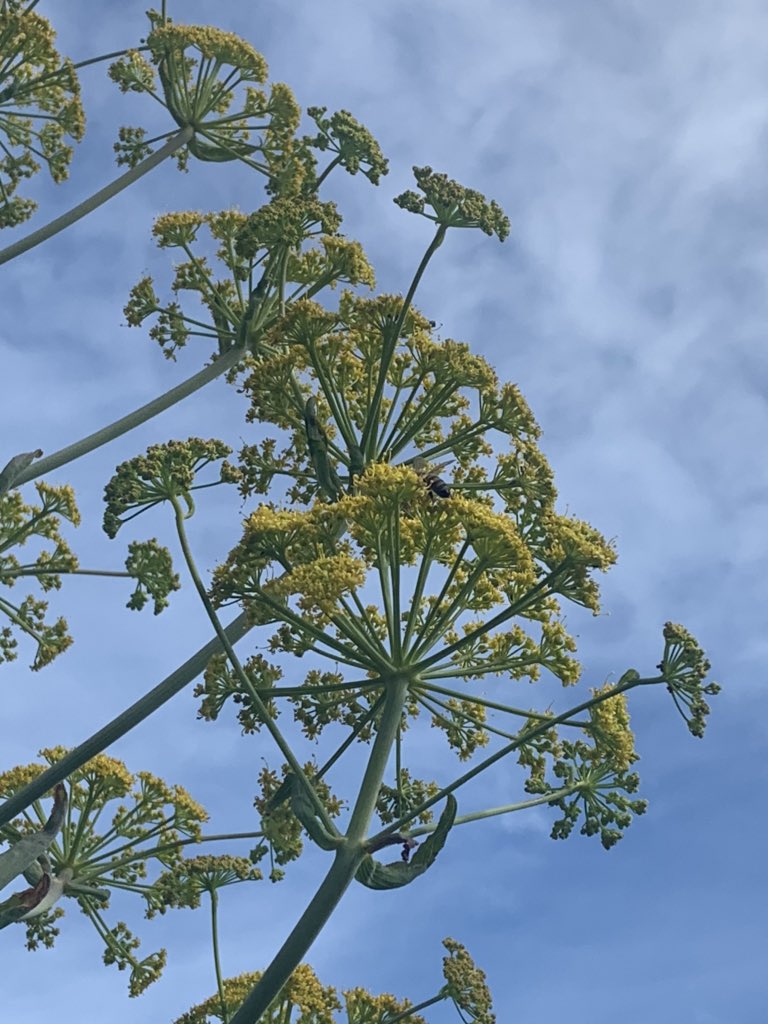 JekkasHerbFarm's tweet photo. The  Assa-Foetida, Devil’s Dung, Hing is in flower for the first time in seven years 😊#herbs https://t.co/wHaQSC215p
