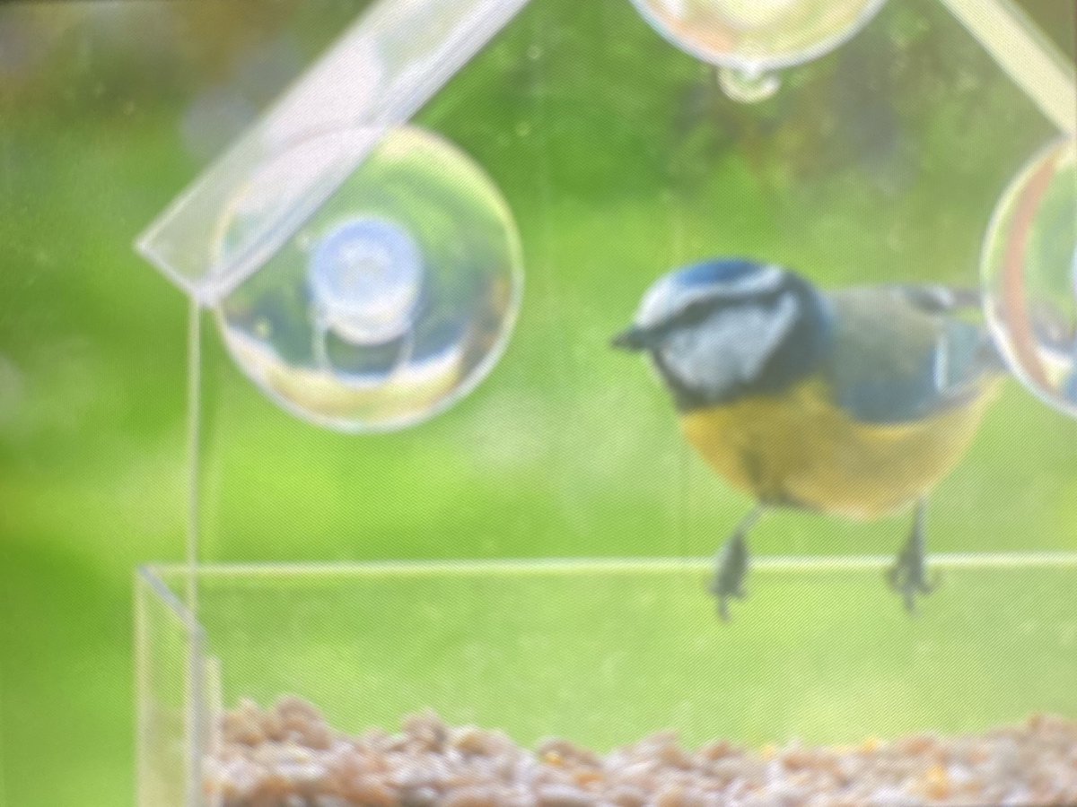 MillburnSkye's tweet photo. Quiet morning just watching the Tooing and frooing of the garden residents #millburnskye #bnb #bedandbreakfast #RSPB #theyellowduckcollection #Dunvegan #countrylife #birdwatching https://t.co/CXtvCKgkdV