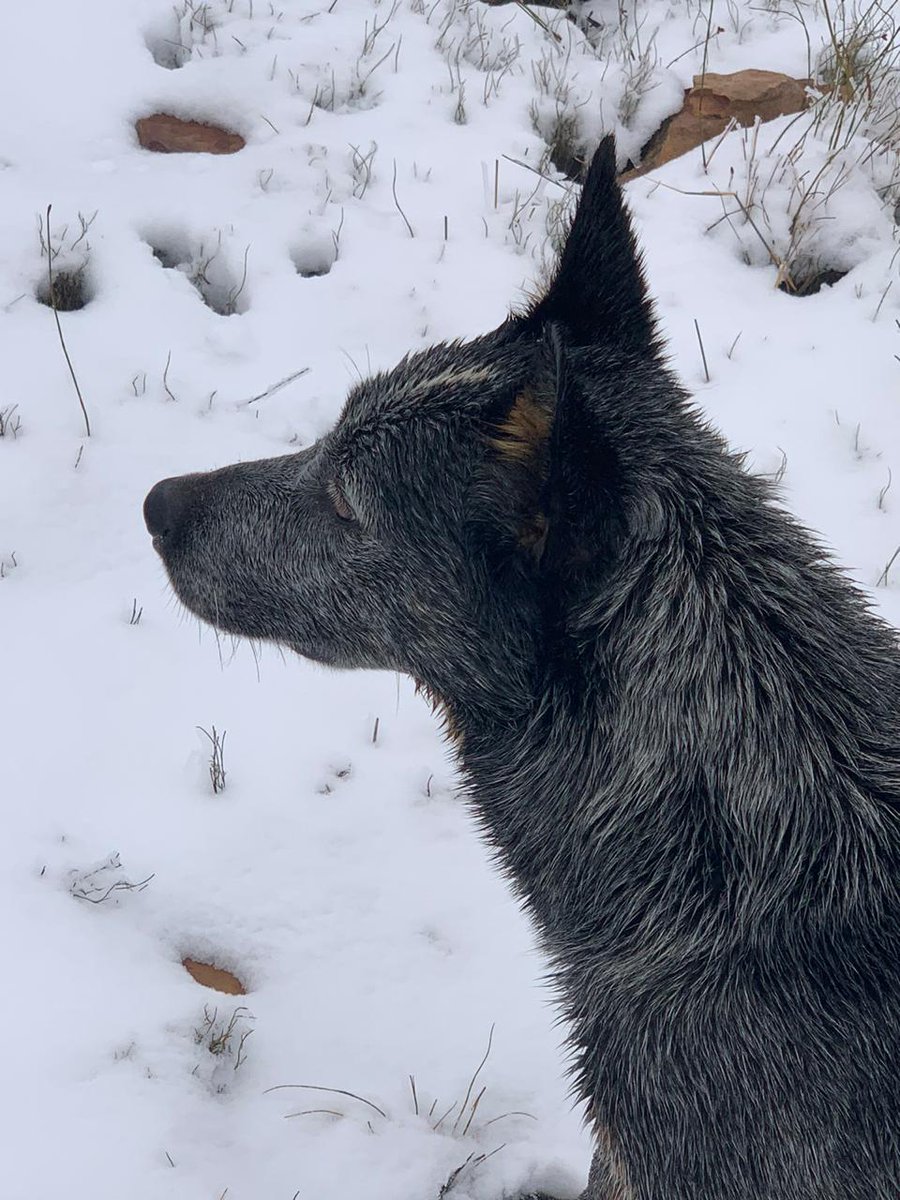 Merentia's tweet photo. Why @capetown is sooooo cold..... Snow this morning in the Matroosberg in Ceres.
Photos: Didi De Kock, the owner of the Matroosberg Reserve
#capeweather
#capestorm
#capesnow https://t.co/NKDPsHZMNA
