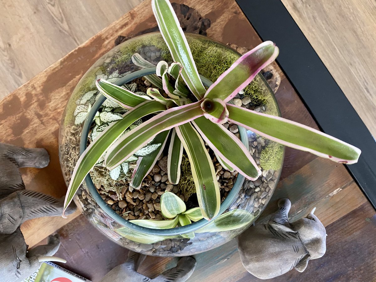 plantjunkieuk's tweet photo. Some glass container planting for the living room 👌

Fittonia, Bromelia and Sansevieria #loveplants 

#GardenersWorld #insideplants #containergardening #gardening #gardeners https://t.co/Ma4IlfHClC