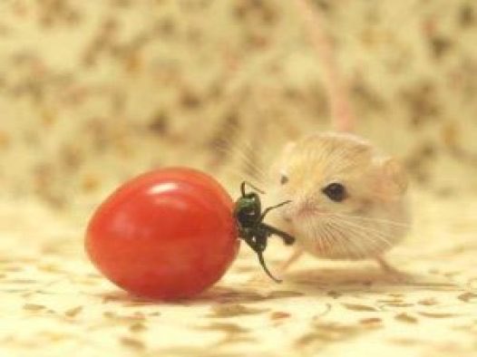 Haischlib ピグミージェルボア Ar Twitter Haischlib ピグミージェルボア Ar Twitter
