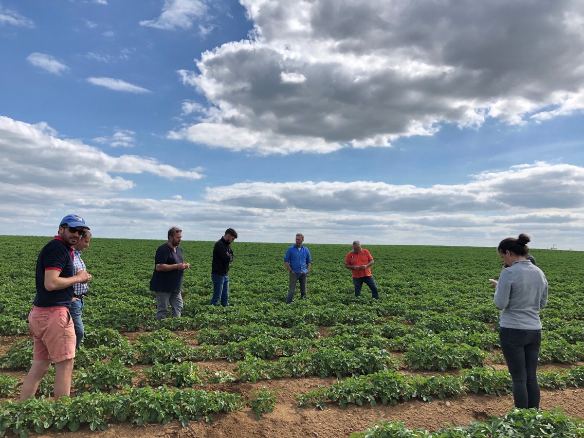 Les3Laboureurs's tweet photo. Hier, sous le ☀️ de Beauce, s’est déroulé une réunion "bout de champs"!

🤔 Quésaco ? 
Il s’agit de donner rendez-vous aux agriculteurs pour donner des informations culturales! 

Le but ? L’échange et la communication pour une meilleure production de pommes de terre! 🥔 https://t.co/fwua3z5Fh0