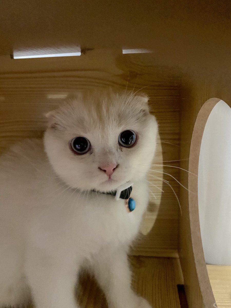 ૮꒰˵• ﻌ •˵꒱ა tweet media