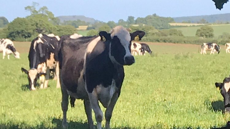 Fromiegifts's tweet photo. Bank Holidays are for ‘moo’ching - hope you had relaxing weekends everyone and are ready for a new week! 👊 #backtowork #lovewhereyoulive #somerset #Cows https://t.co/ubWzY4id37