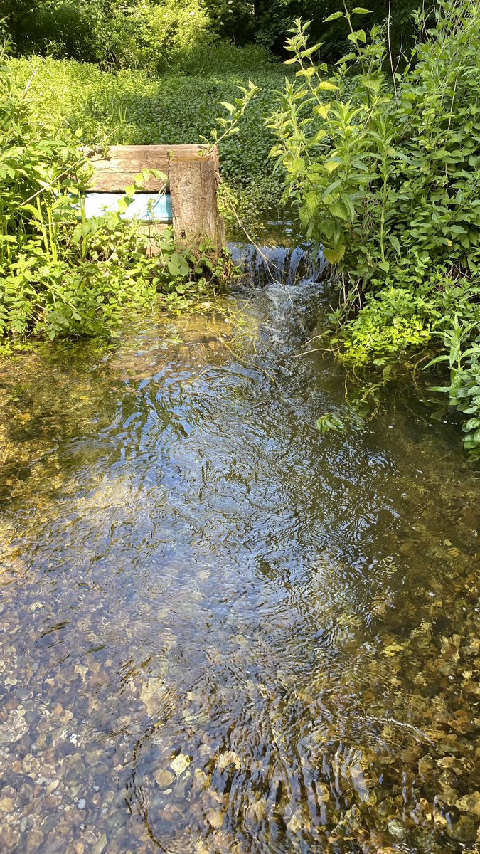 It’s been overwidenednin the past for ornamental purposes. Now the landowner has kindly agreed to let us restore it back more to a natural state. Oh and take out an old weir  