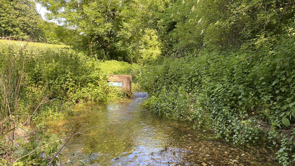 It’s been overwidenednin the past for ornamental purposes. Now the landowner has kindly agreed to let us restore it back more to a natural state. Oh and take out an old weir  