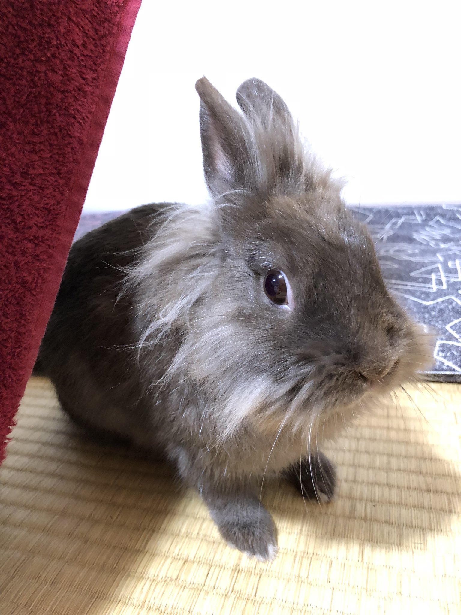 うさぎの自己紹介 Twitter Search Twitter
