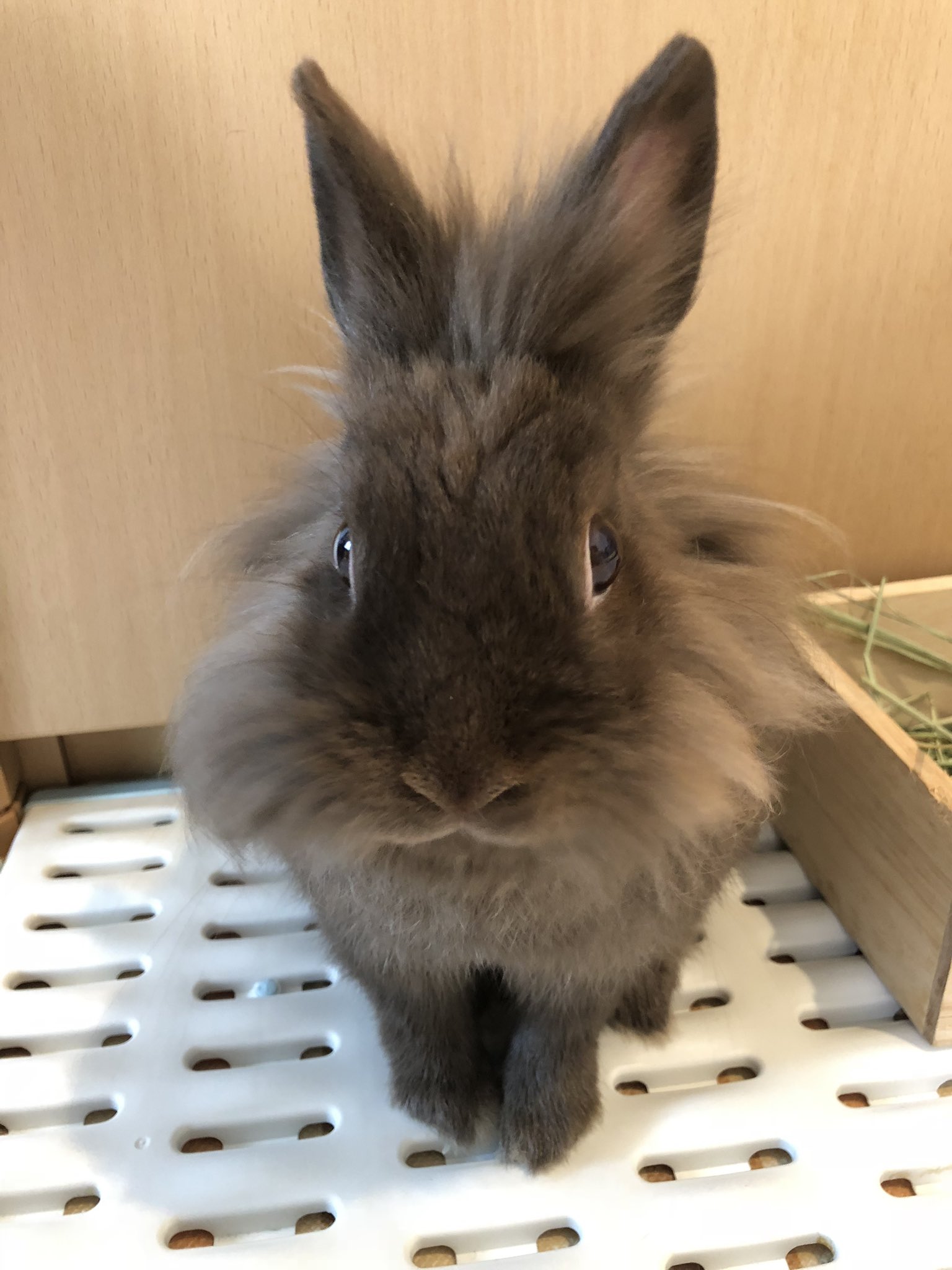 うさぎの自己紹介 Twitter Search Twitter