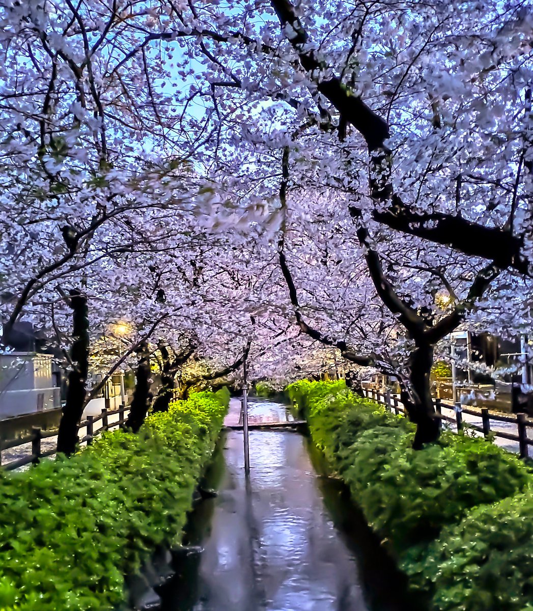 Twitter पर Asahi 過去さくらフォト 今春 でしたが 以前から気になっていた 二ヶ領 にかりょう 用水 宿河原の桜並木 桜 ソメイヨシノ 川崎市 多摩区 宿河原 宿河原桜並木 登戸 南武線 二ヶ領用水 二ヶ領用水の桜 いきものがかり リフレクション