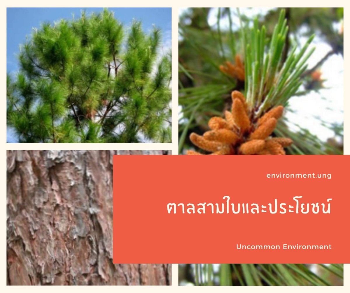 UNEnvironment01's tweet photo. https://t.co/TuoeisgAWC
#UNENV
#UncommonEnvironment
#UncommonUnique https://t.co/UfCObLTzEj