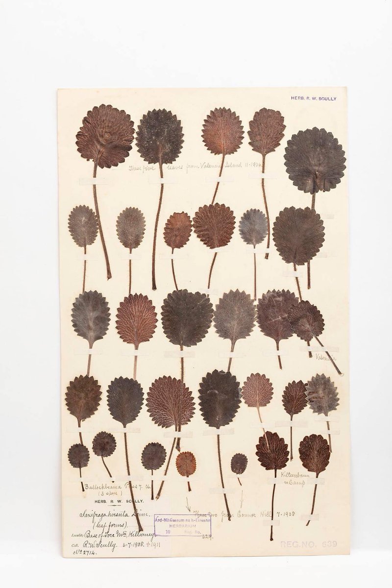 This specimen of Kidney Saxifrage in #dbnherbarium, collected over a century ago, illustrates an array of leaf shapes in one species. #herbarium specimen like this is an invaluable record for studying leaf variation @NBGGlasnevin <a href="/opwireland/">Office of Public Works</a>