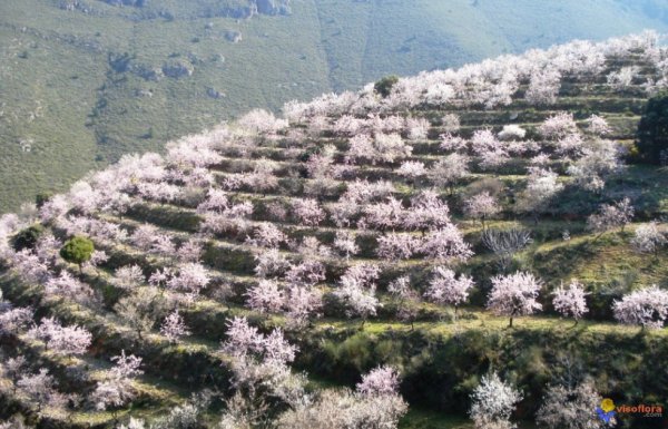 amandiers en fleurs