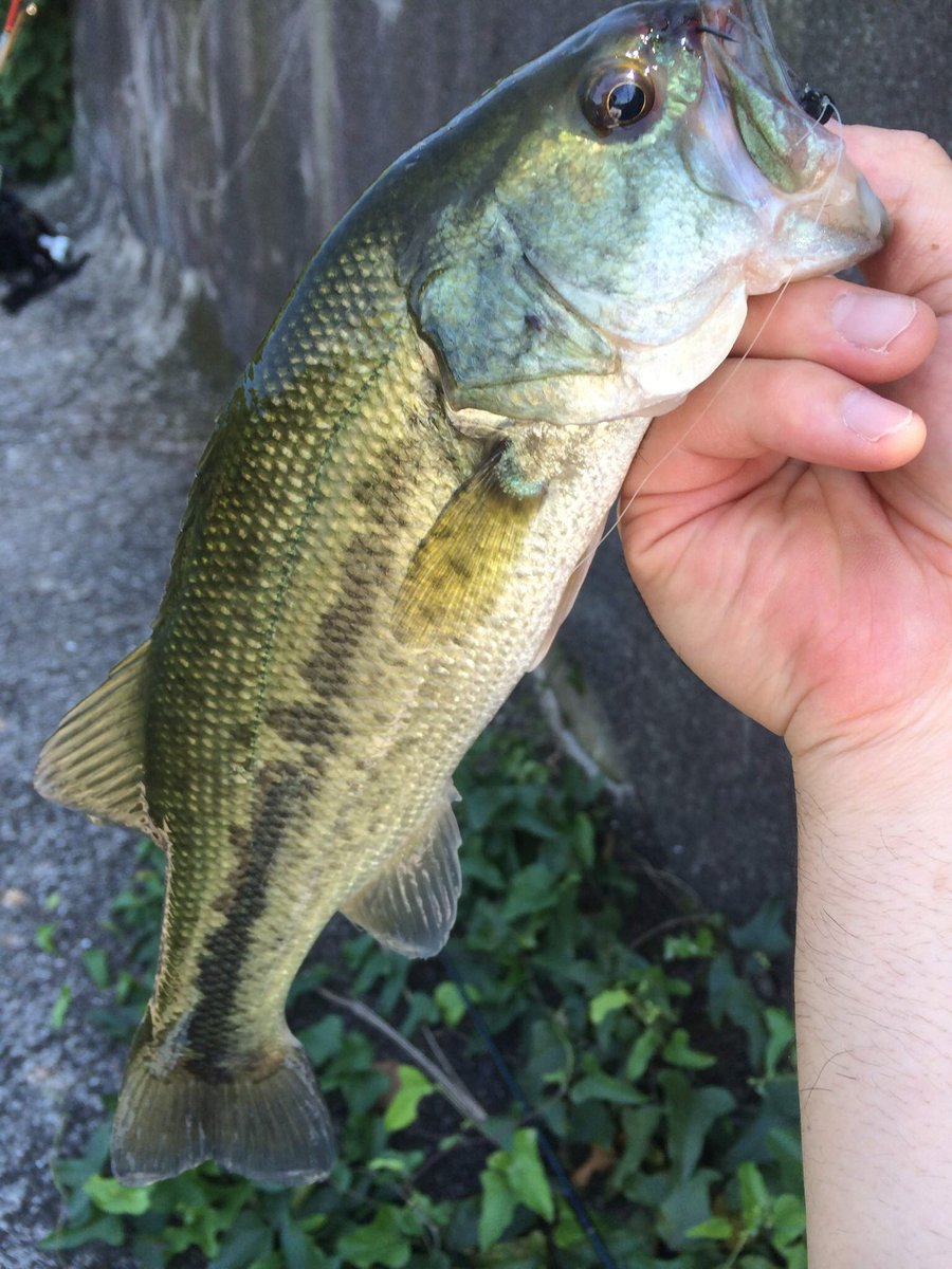 kacchanfishing's tweet photo. O.S.Pドライブクロー、ジグヘッド!って写ってないやーん(笑)
#osp _#ドライブクロー #dolivecraw #並木敏成 #tnamiki #野池 #野池バス #ジグヘッド #クロー系 #過去pic https://t.co/0j9tAhTamq