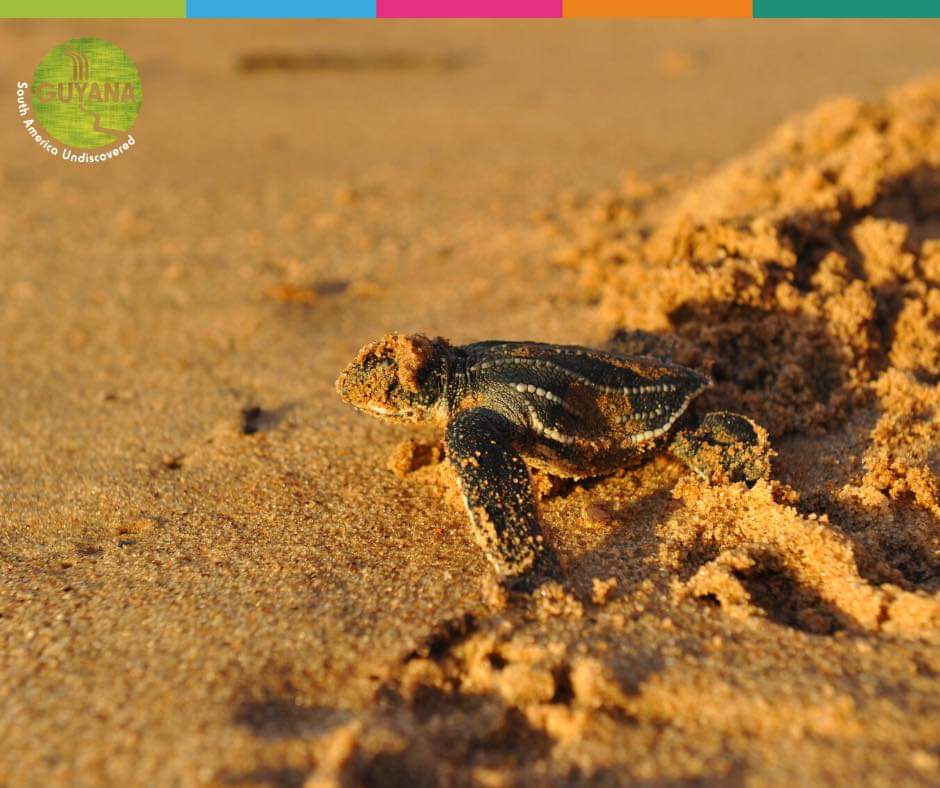 26. Guyana can essentially be called home to to Leatherback, Green, Hawksbill and Olive Ridley turtles which are listed as critically endangered worldwide.