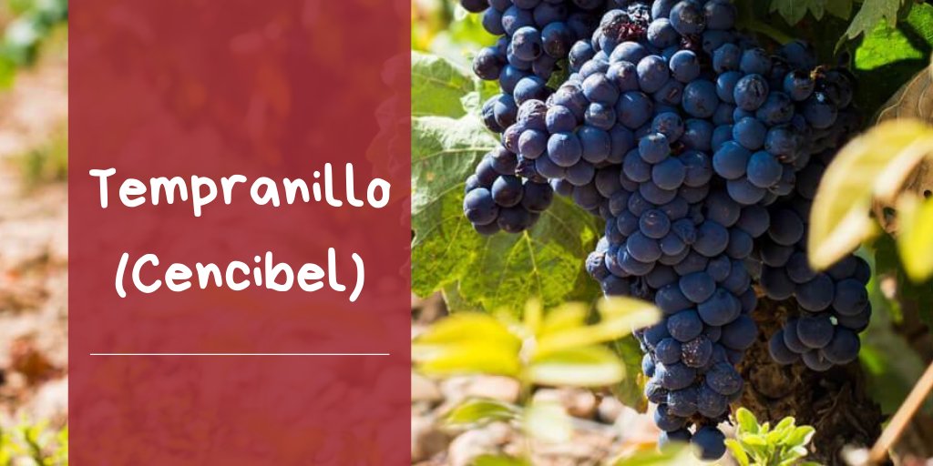VinosCLM's tweet photo. ¿#SabíasQue la variedad de uva #tempranillo o cencibel es la segunda variedad más plantada en #España. Tiene unas 200.000 hectáreas. 🍇 https://t.co/p1pE50VoeT